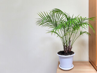 Kenzia palm plant in a white pot stands on a shelf on a gray background. Indoor plants, care and interior decoration. Home gardening concept. Copy space