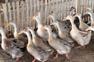 Obraz premium group of ducks inside the cage