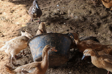 a pair of ducks eating