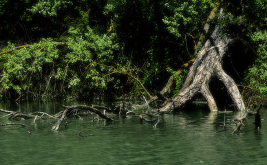 Old tree on the river of Punta Alberete