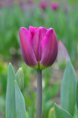 Single flowering 'Purple Prince’ tulip with purple petals and a yellow base. Closeup photo outdoors. .Gardening , cultivation flowers, Mother's day, Birthday greeting concept. Free copy space.