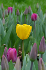 One yellow blooming tulip ‘Big Smile’ among magenta ones in buds .Outdoors photo. Gardening, Birthday ,Mother's Day spring greeting concept. Free copy space .