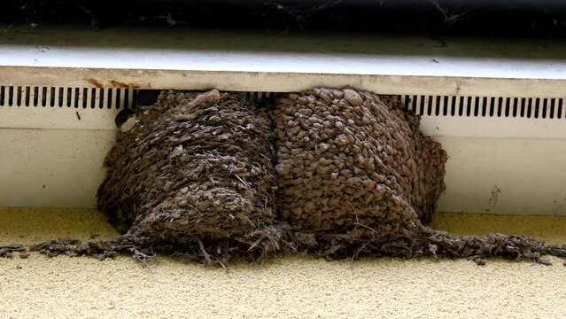 Two swallow nestlings or chicks looking out from their mud nest fixed to the house roof soffit and wall, waiting for food.