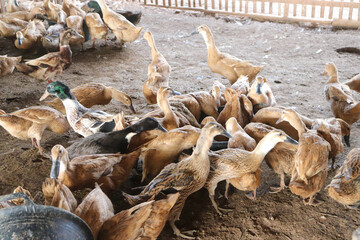 group of ducks inside the cage
