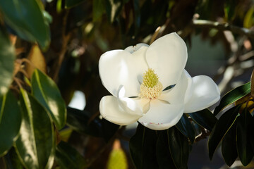 White Magnolia Flower, Southern Magnolia in full bloom