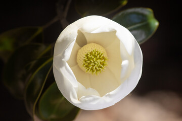 White Magnolia Flower, Southern Magnolia in full bloom