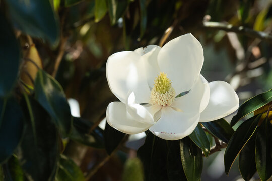 White Magnolia Flower, Southern Magnolia in full bloom