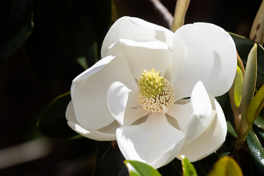 White Magnolia Flower, Southern Magnolia in full bloom