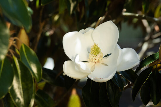 White Magnolia Flower, Southern Magnolia in full bloom
