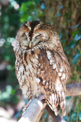 Close-up of Tawny Owl sitting on the branch 