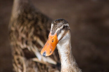 close up of a duck