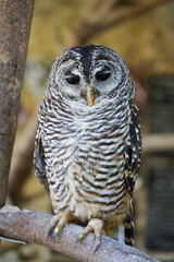 Close-up of a Rufous-legged Owl sitting on the branch