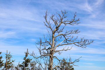 tree against sky