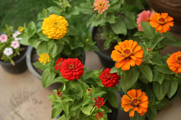 Colorful flowers with green leaves with macro/close up shots