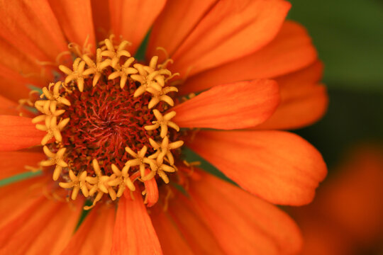 Colorful flowers with green leaves with macro/close up shots