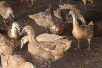 a pair of ducks inside the cage