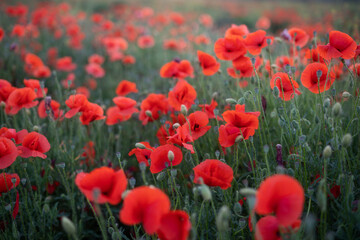 Red blooming poppies
