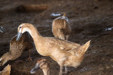 dozens of brown ducks in the cage