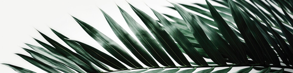 Palm Leaves On White Background. Panoramic Banner. Generative AI - obrazy, fototapety, plakaty