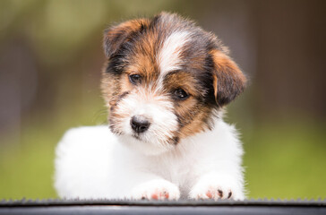 jack russell puppy looks on the spring lawn