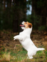 Naklejka na ściany i meble dog stands on its hind legs in the forest, jack russell