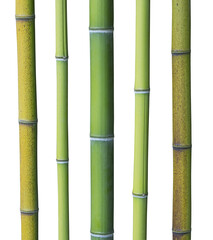 Cannes de bambous de différentes couleurs