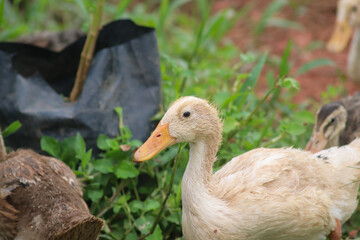 Peking duck cattle in the village