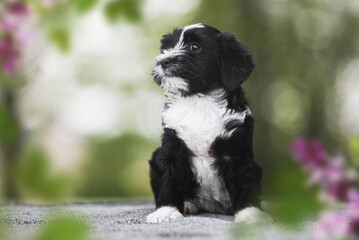 Tibetan terrier puppy sitting. 8 week old Tibetan terrier puppy  portrait on a nature background. Selective focus, copy space - obrazy, fototapety, plakaty