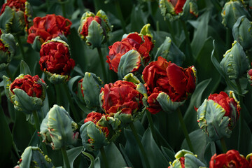 Dutch tulips. Bright red tulip Parrot variety, close-up.
