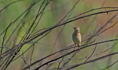 Whinchat (Saxicola rubetra) is a bird that lives in meadows that spread to wetlands. It lives in suitable habitats in Asia, Europe and Africa.