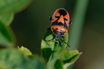 Shield bug (Eurydema ornata) on a leaf