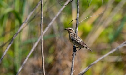 Whinchat (Saxicola rubetra) is a bird that lives in meadows that spread to wetlands. It lives in suitable habitats in Asia, Europe and Africa.