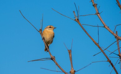 Whinchat (Saxicola rubetra) is a bird that lives in meadows that spread to wetlands. It lives in suitable habitats in Asia, Europe and Africa.