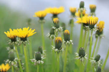 Meadow with yellow dandelions on a sunny day. Macro shot of bright yellow Dandelions with green...