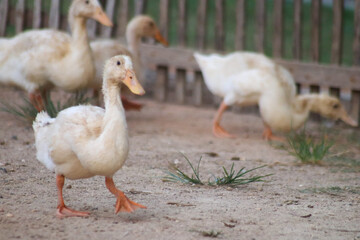 a pair of ducks