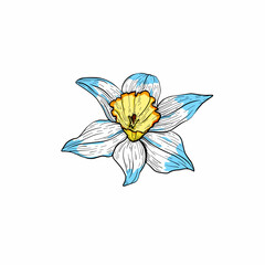 Hand drawing narcissus. Mother's day. Botanical line drawing