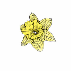 Hand drawing narcissus. Mother's day. Botanical line drawing