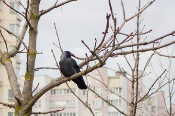 Gray jackdaw bird sitting on a tree branch in the morning