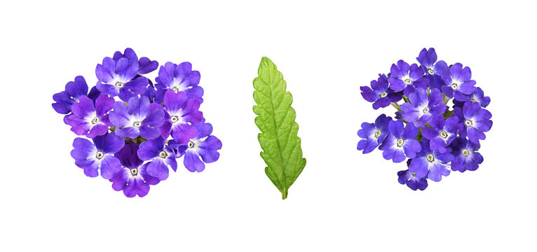 Set of purple verbena flowers and leaf isolated on white or transparent background