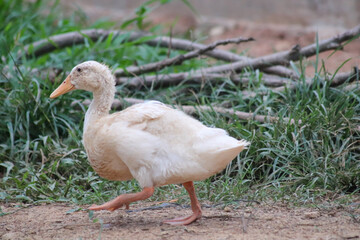 duckling who are playing in the farm yard