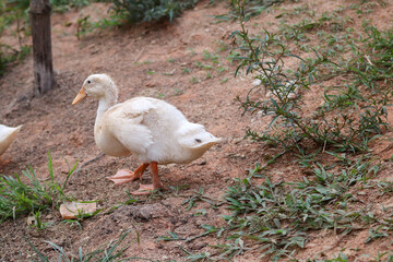 duckling who are playing in the farm yard