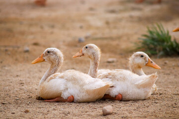 duckling who are playing in the farm yard