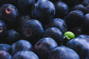 Close up low angle view of ripe blueberries with one tiny green blueberry standing out amongst the large ripe ones