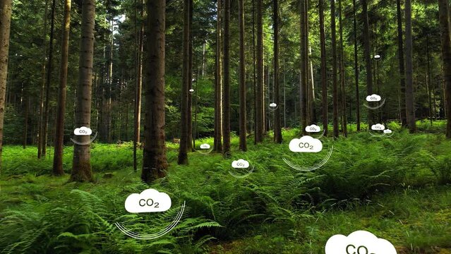 Slow fly in the green forest with fern plants and carbon dioxide icons animation. 