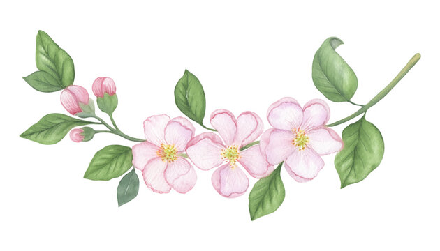 Apple blossom sprig in watercolor.