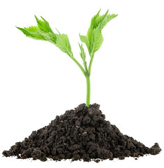 Pile of fertile soil and green elderberry plant isolated on a white background