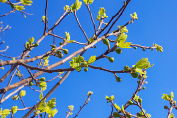 Branches of fig tree ( Ficus carica ) with green immature fruit against blue sky on sunny spring day