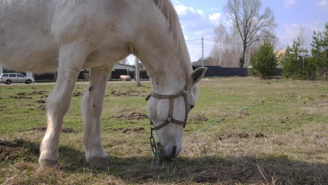 Dirty White Horse In The Russian Countryside Eating Grass 4k Generative AI