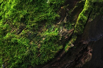 Fototapeta na wymiar moss on tree trunk