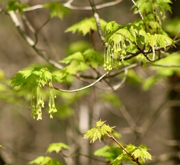 Maple tree in early spring May 2023